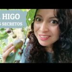 Higuera Ñoral: La guía definitiva para cultivar y cuidar esta planta