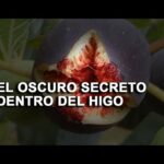 Higo higuera: Todo lo que debes saber sobre esta fruta deliciosa