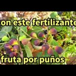 Higuera bifera: cultivo y cuidados de esta planta de frutos dobles