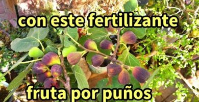 Higuera con higos: Cuidados, cultivo y beneficios de esta deliciosa fruta