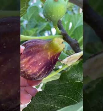Fotos de higueras con higos: La belleza de esta fruta en imágenes